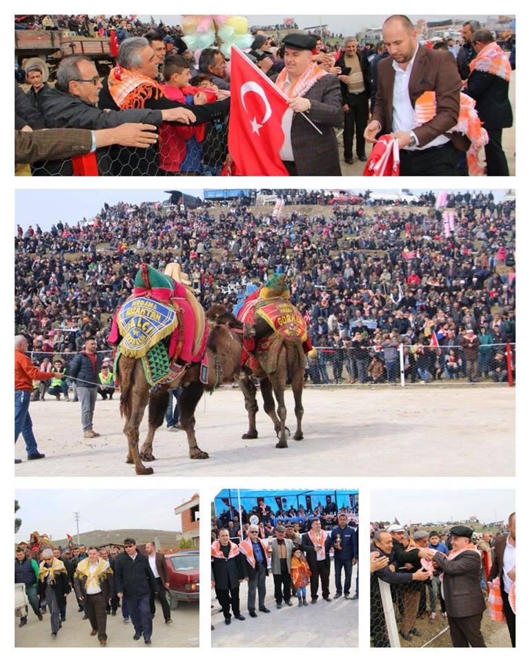 KINIK BELEDİYESİNİN DÜZENLEDİĞİ DEVE GÜREŞLERİ YAPILDI
