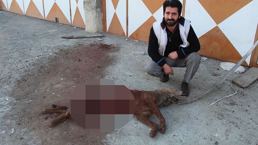 Erzurum'da aç kurtlar, işyeri önüne bağlı bekçi köpeğini parçalayıp yedi