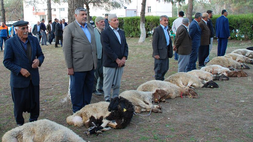 Samsat'ta depremde can kaybı olmadığı için 13 kurban kesildi