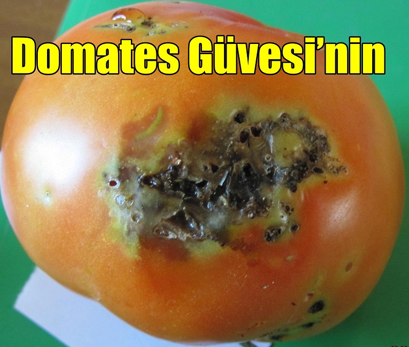 Domates Güvesi’nin Aktif Dönemi Başladı