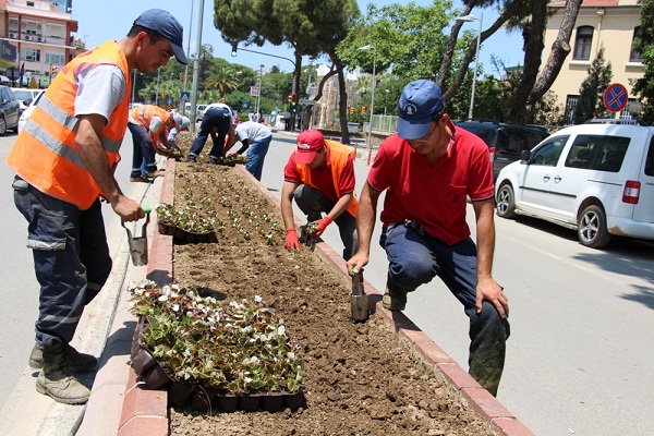 Ana Caddelere Begonviller Dikiliyor