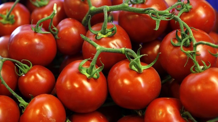 Türk domateslerinin Rusya’ya ithalat tarihi belli oldu