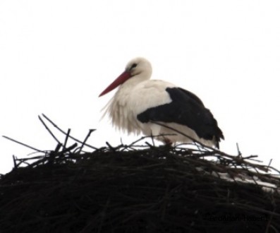Leylek Ardahan'a Erken Geldi