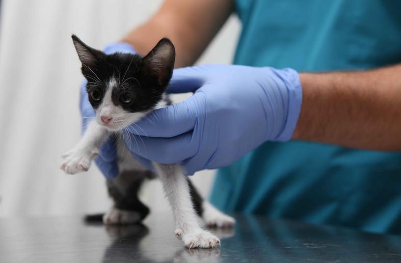 Bayraklı’da can dostlara özel ilgi