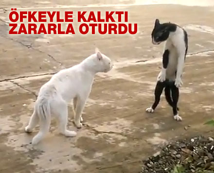 Öfkeyle kalktı, zararla oturdu!